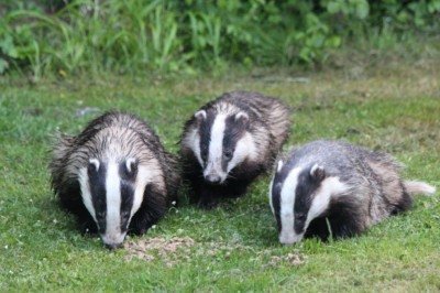 Com aparência inconfundível e hábitos discretos, o texugo é um mamífero de porte médio que pertence à família Mustelidae e habita diversas regiões da Europa. Sua cabeça branca marcada por duas faixas negras, somada à cauda curta e clara, faz dele uma espécie facilmente reconhecida. -  (crédito: Pixabay)