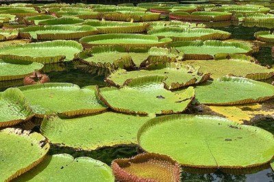 Um recente concurso feito pelo Jardim Botânico de Denver, nos Estados Unidos, impressionou muita gente nas redes sociais ao destacar a impressionante resistência das vitórias-régias gigantes. -  (crédito: Wikimedia Commons/Benoît Prieur)