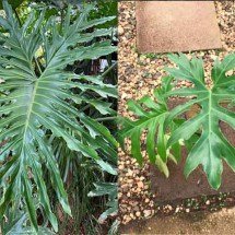 Guaimbé em casa: cuidados simples para uma planta exuberante - Reprodução Instagram @flora.mitsu