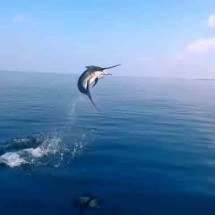 Parecem ‘motorizados’: Os peixes mais rápidos do mundo - Reprodução do X @FishingNiche