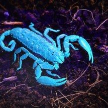 Brilho de animais no escuro: fenômeno é mistério para a ciência - Wikimedia Commons/Polina Razumova p_rozum