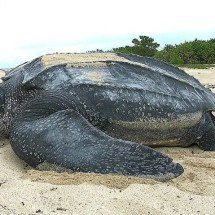 Tartaruga-de-couro: a maior do mundo e ameaçada de extinção - flickr - U.S. Fish and Wildlife Service Southeast Region