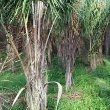 Piaçava: fibra natural brasileira movimenta economia e domina a produção de vassouras - reprodução de vídeo TV Globo