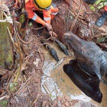 Égua cai em cisterna e é resgatada por bombeiros em Minas - Reprodução/CBMMG