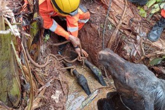 O animal estava com as patas traseiras presas -  (crédito: Reprodução/CBMMG)