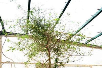 Na década de 1980, uma semente antiga, com mais de mil anos, foi descoberta em escavações arqueológicas em uma caverna no deserto da Judeia, na Ásia. Um grupo de pesquisadores decidiu plantá-la e cultivá-la em 2010. Com o tempo, a árvore brotou e se desenvolveu. -  (crédito: Reprodução: Communications Biology)