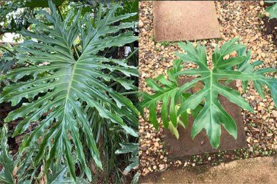 O guaimbé, que tem o nome científico Philodendron bipinnatifidum, é uma planta ornamental nativa da América do Sul, incluindo o Brasil. Ela é conhecida por suas folhas grandes, recortadas e de aspecto exuberante, o que leva muitos a confundirem com a Costela-de-Adão. 
 -  (crédito: Reprodução Instagram @flora.mitsu)