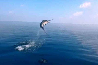 A velocidade extrema de alguns peixes sempre chamou a atenção de biólogos e mergulhadores, revelando como a vida marinha evoluiu para dominar diferentes ambientes. -  (crédito: Reprodução do X @FishingNiche)