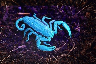 Um espetáculo da natureza que para muitos pode parecer fantasia na verdade é um fenômeno biológico real. -  (crédito: Wikimedia Commons/Polina Razumova p_rozum)