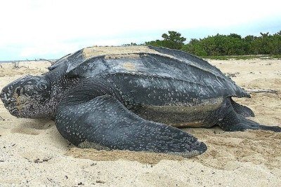 A tartaruga-de-couro é a maior tartaruga marinha do planeta e uma das mais antigas linhagens de répteis. Sua origem remonta a mais de 100 milhões de anos, mantendo características únicas ao longo da evolução. -  (crédito: flickr - U.S. Fish and Wildlife Service Southeast Region)
