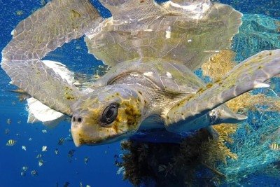 As tartarugas marinhas se espalham pelo litoral do Brasil e, curiosamente, o estado mais visitado pela espécie é justamente o que possui litoral menos extenso: o Piauí. -  (crédito: Mstelfox  wikimedia commons)