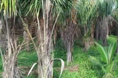 A piaçava é uma fibra vegetal rígida e resistente extraída de palmeiras nativas do Brasil. Ela se destaca pela durabilidade e pela capacidade de suportar umidade e atrito sem se deteriorar facilmente. -  (crédito: reprodução de vídeo TV Globo)