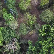 Árvores que correm risco de extinção no Brasil -  Reprodução de vídeo BBC