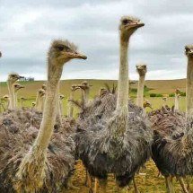 Descubra quais são as maiores aves do planeta -  Imagem de Anja por Pixabay