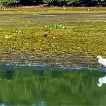 Prefeito denuncia grande quantidade de algas no Rio Paranaíba - Redes sociais / Reprodução 