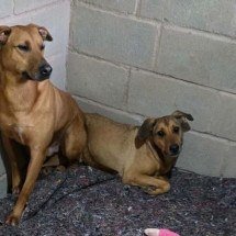 Após pedido de ativistas, cães que estavam na UFMG vão para abrigo - Katia Dias / Reprodução 