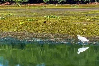 Prefeito de Cachoeira Dourada denuncia grande quantidade de algas no Rio Paranaíba -  (crédito: Redes sociais / Reprodução )