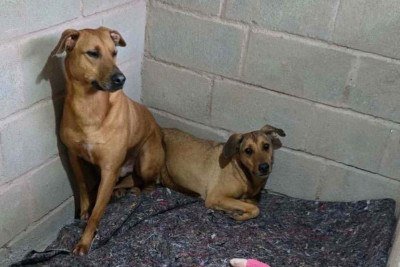 Cães são transferidos do ICB na UFMG depois de seis anos  -  (crédito: Katia Dias / Reprodução )