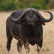 Conhecido como ‘peste-negra’, búfalo-do-cabo é espécie temida na África - Freepik/wirestock