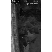 Onça ou gato? Novo flagrante em Esmeraldas levanta suspeita entre moradores - Arquivo pessoal/Reprodu&ccedil;&atilde;o