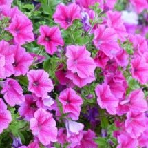 Flores perenes que brotam e embelezam o ano inteiro - Pixabay 