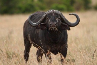 Conhecido como ‘peste-negra’, búfalo-do-cabo é espécie temida na África