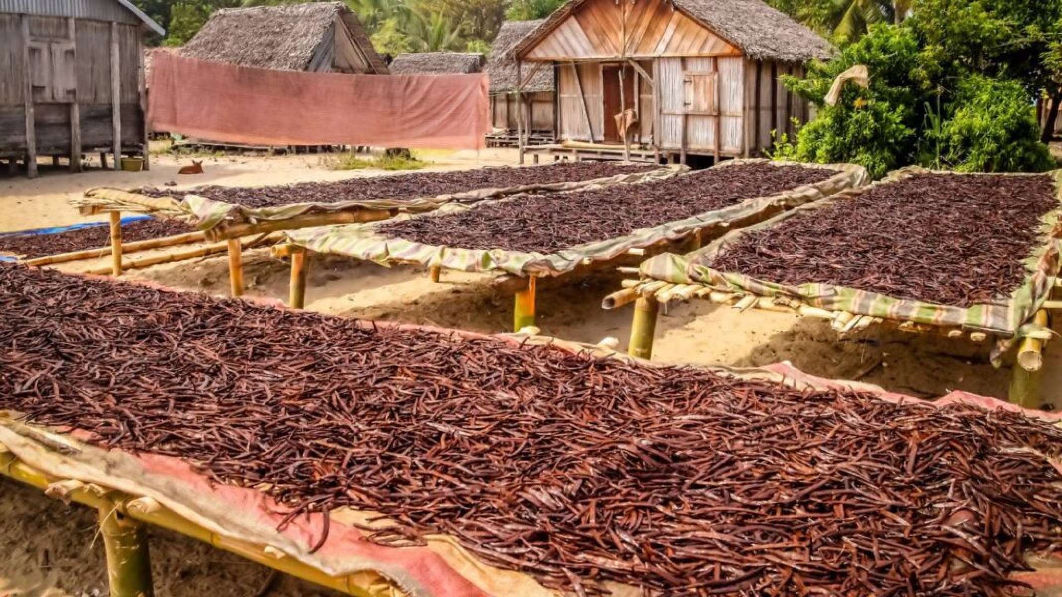 Entenda os motivos que levam a a baunilha a ser tão cara: produção limitada, polinização manual e alta demanda global elevam o preço - Portal Giro 10