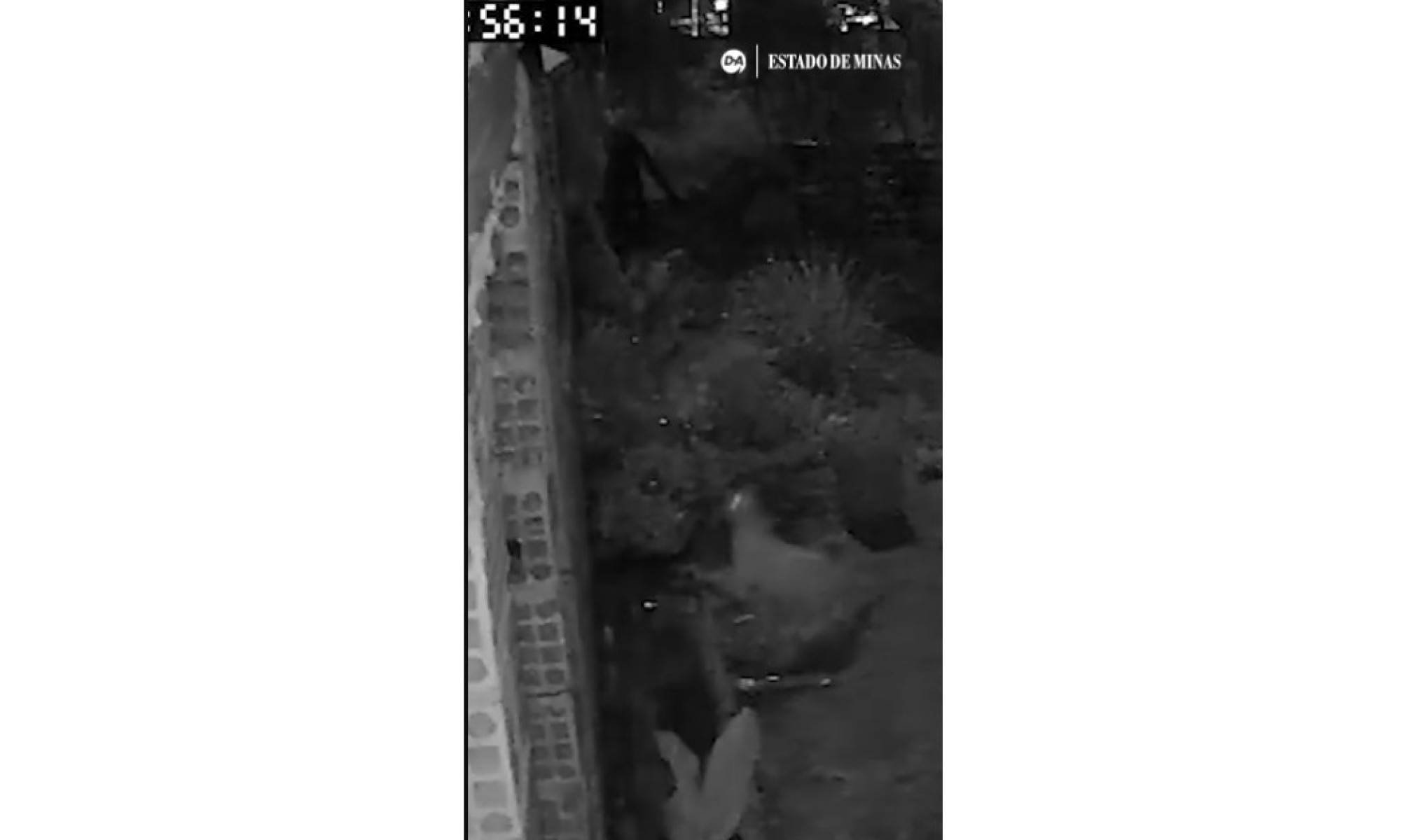 Onça ou gato? Mistério sobre felino gigante mobiliza moradores em Minas