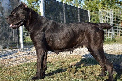 Embora muitos cães de guarda sejam grandes, esse não é um requisito obrigatório. Essas raças se destacam principalmente pelo forte instinto de proteção do território e do grupo, característica herdada de ancestrais como o lobo. -  (crédito: Topmoretta/Wikimedia Commons)