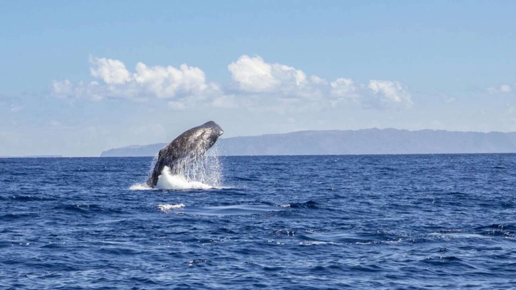 Cupim bizarro com cabeça de baleia é descoberto em floresta da América do Sul - Portal Giro 10
