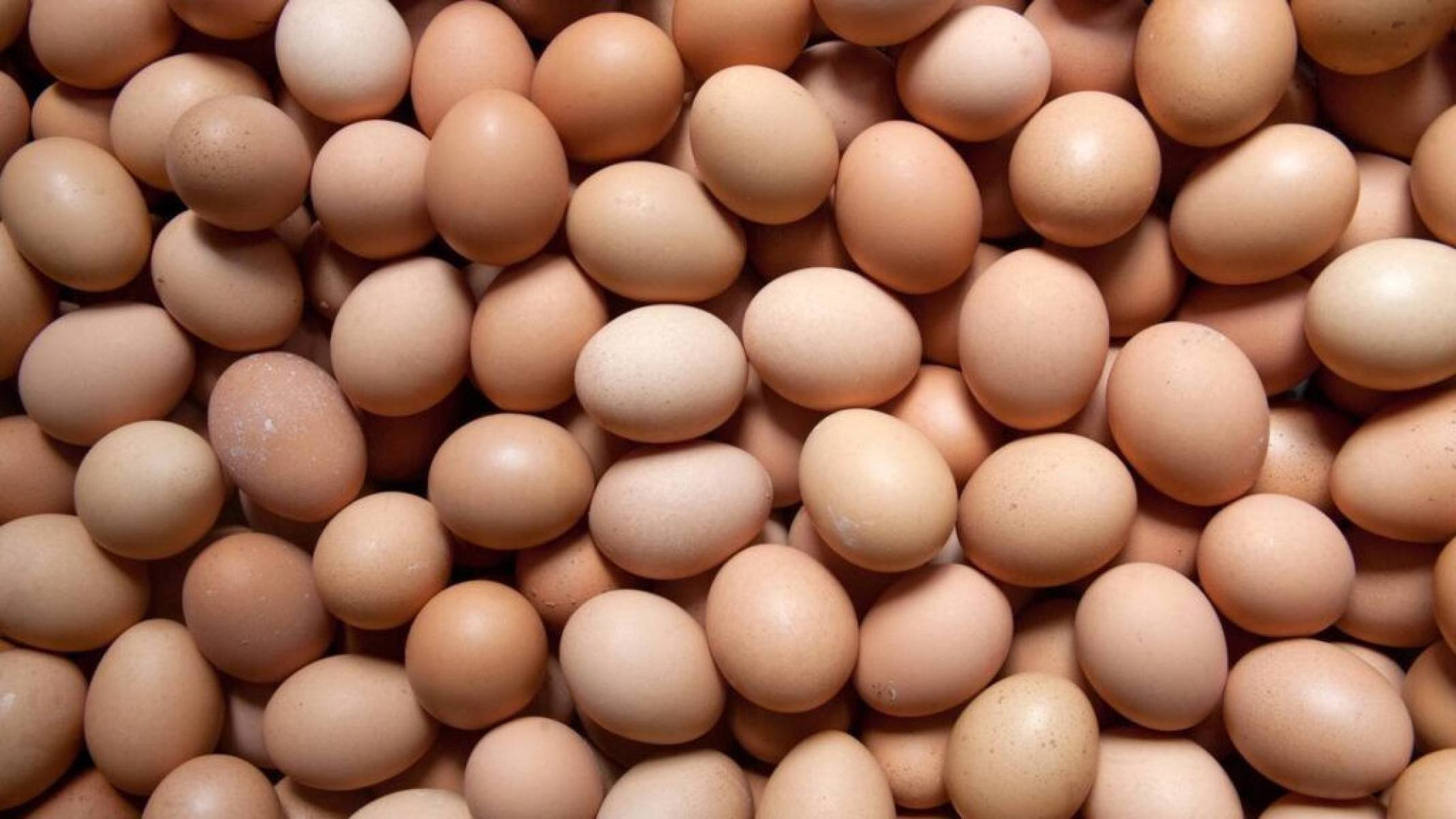 Por que a galinha bota ovos mesmo sem galo? Entenda como funciona esse processo natural - Portal Giro 10