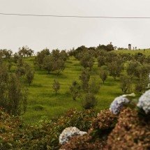 Como as oliveiras estão mudando o turismo no Sul de Minas - Monasto/Divulgação