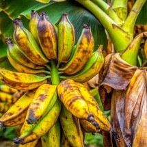 Produtores temem chegada de banana com fungo do Equador