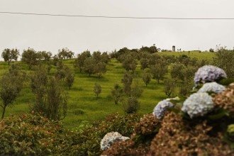 A Serra da Mantiqueira reúne condições únicas para a produção de azeites de qualidade
     -  (crédito: Monasto/Divulgação)