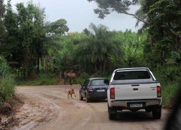 Animais na pista e terreno escorregadio são riscos a mais no caminho de atrações perto de BH, como o povoado de Altamira, em Nova União -  (crédito: Alexandre Guzanshe/EM/D.A Press)