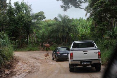 Animais na pista e terreno escorregadio são riscos a mais no caminho de atrações perto de BH, como o povoado de Altamira, em Nova União -  (crédito: Alexandre Guzanshe/EM/D.A Press)