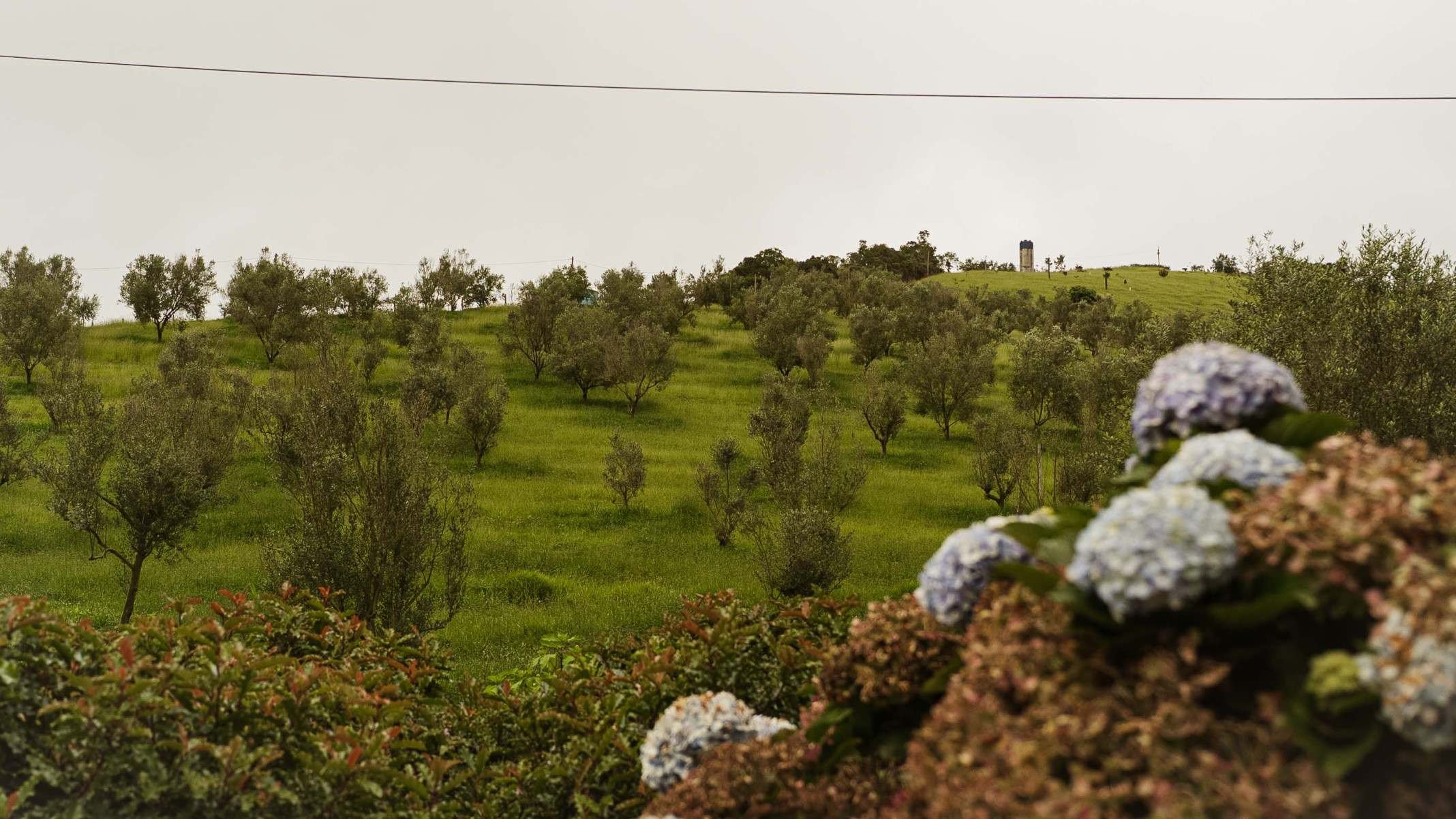 A Serra da Mantiqueira reúne condições únicas para a produção de azeites de qualidade
    -Monasto/Divulgação