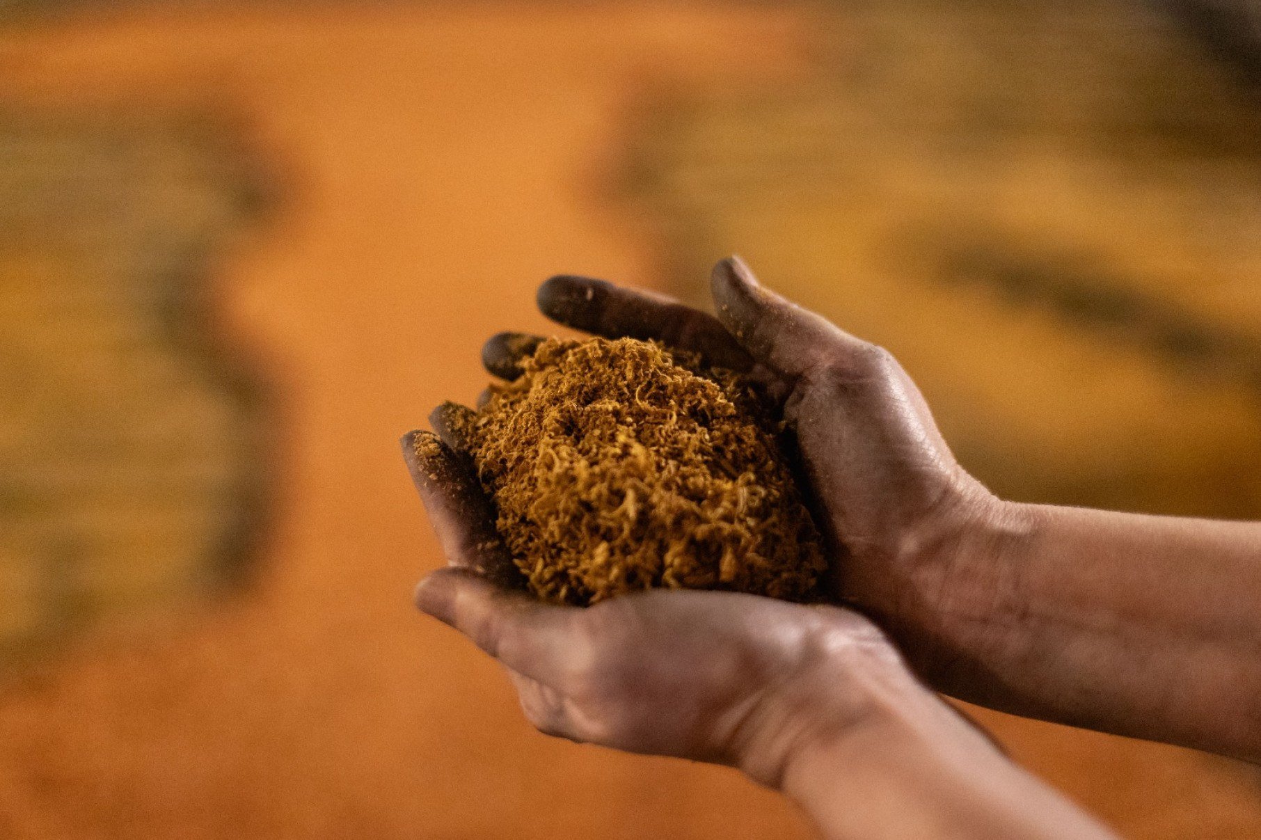 Neste ano, foram usadas 15 toneladas de serragem colorida, que se juntam a materiais (cal, pó de café e flores) para compor os desenhos-Ane Souz/Divulgação