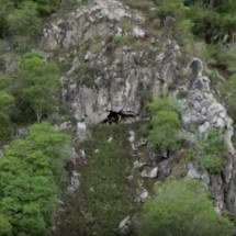 ‘Batcaverna do Sertão’: pesquisadores descobrem cavidade com mais de 20 mil morcegos em Alagoas - Reproduc?a?o