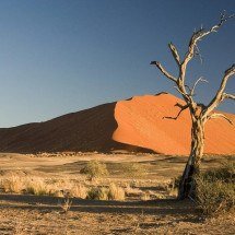 Pesquisadores descobrem fóssil de salamandra gigante - Wikimedia Commons/Luca Galuzzi