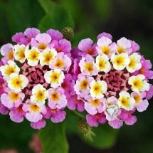 Lantana: conheça essa planta colorida e delicada - Wikimedia Commons / Joaquim Alves Gaspar