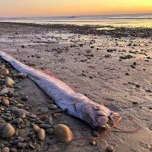 ‘Peixe do juízo final’ carrega fama de mau presságio e preocupa supersticiosos - Divulgação/Scripps Institution of Oceanography