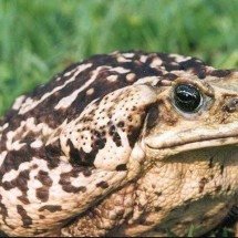 Sem olhos e dedos: pesquisadores tentam descobrir por que metade dos sapos de Fernando de Noronha estão deformados - Wikimedia Commons/ Bill Waller