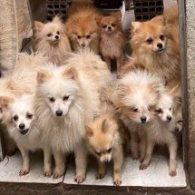 Maus-tratos: 26 lulus da pomerânia são resgatados em casa de BH  - PCMG/Reprodução