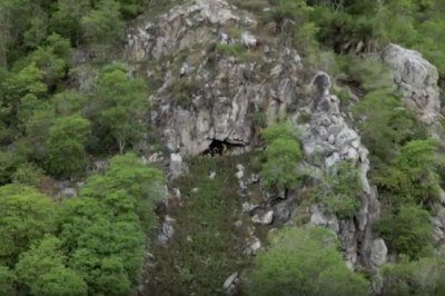Uma expedição da ONG SOS Caatinga no município de Belo Monte, no Sertão de Alagoas, revelou uma descoberta científica de grande relevância: uma caverna de 500 metros de extensão com uma colônia de mais de 21 mil morcegos. -  (crédito: Reproduc?a?o)