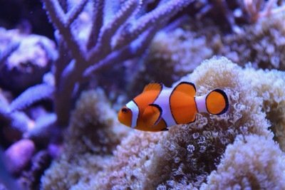 O peixe-palhaço ganhou fama mundial após o lançamento da animação Procurando Nemo, da Pixar. O filme transformou o pequeno peixe em um dos animais marinhos mais conhecidos do público. -  (crédito: Imagem de JacLou DL por Pixabay)