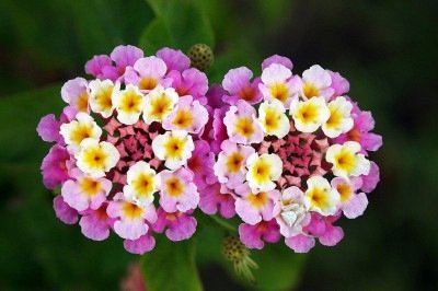 Você já viu aquelas flores pequenas, delicadas e coloridas por aí? Sabe como se chamam? Elas se chamam lantanas, plantas bastante populares em jardins por causa dessas flores. Ela é usada principalmente como ornamental, já que combina beleza com resistência, o que facilita o cultivo em diferentes ambientes.
 -  (crédito: Wikimedia Commons / Joaquim Alves Gaspar)