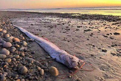 Sempre que um peixe-remo aparece em algum lugar muita gente fica preocupada.  
Conhecido como 'peixe do juízo final', a espécie que tem o nome científico de Regalecus glesne é associada a maus presságios. -  (crédito: Divulgação/Scripps Institution of Oceanography)