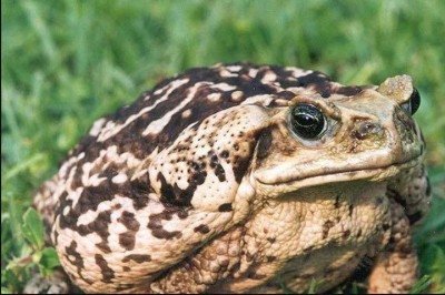 Ao analisarem os impactos do sapo-cururu na fauna de Fernando de Noronha, pesquisadores da Universidade Estadual de Campinas concluíram que até 50% dos indivíduos da espécie na ilha apresentam algum tipo de deformidade.  -  (crédito: Wikimedia Commons/ Bill Waller)