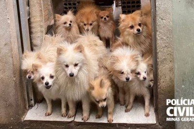 Lulu da pomerânia é o nome popular da raça Spitz Alemão Anão. Como o próprio nome sugere,o cão é famoso por ser peludo e pequenino -  (crédito: PCMG/Reprodução)